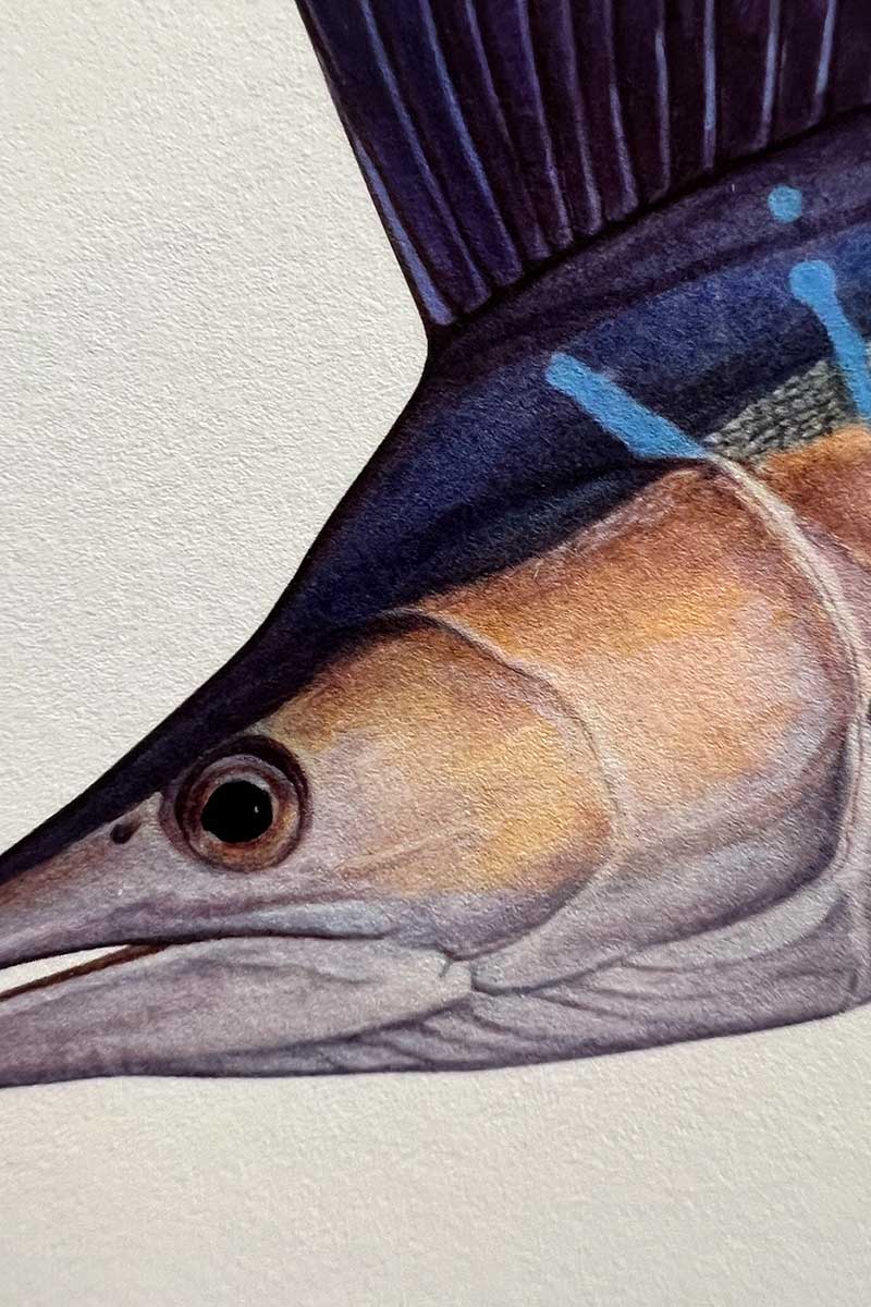 noosa open studios