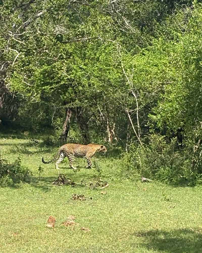 safari-12