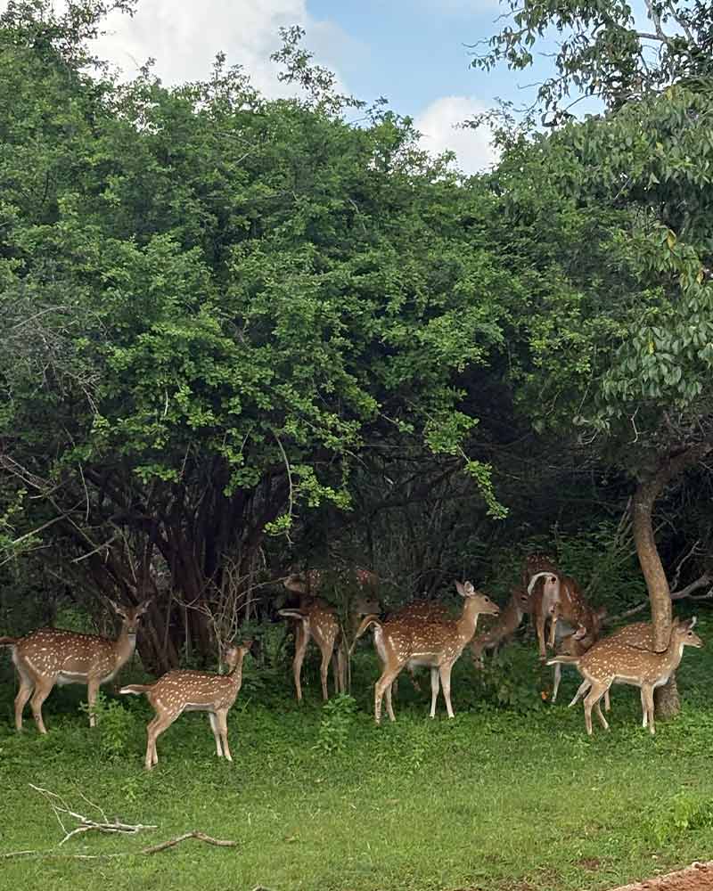 safari-14