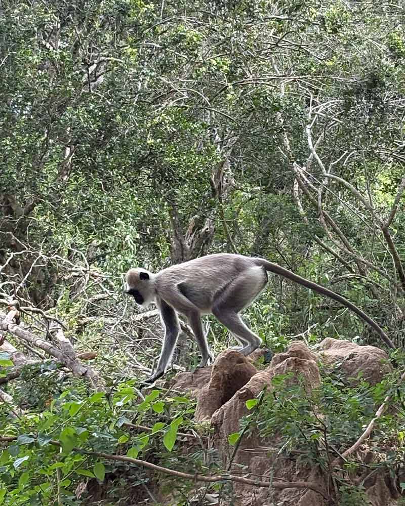 safari-5