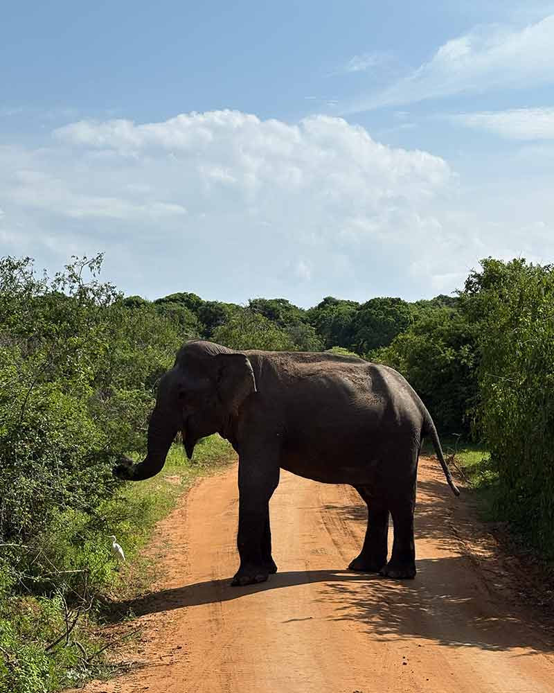 safari-9
