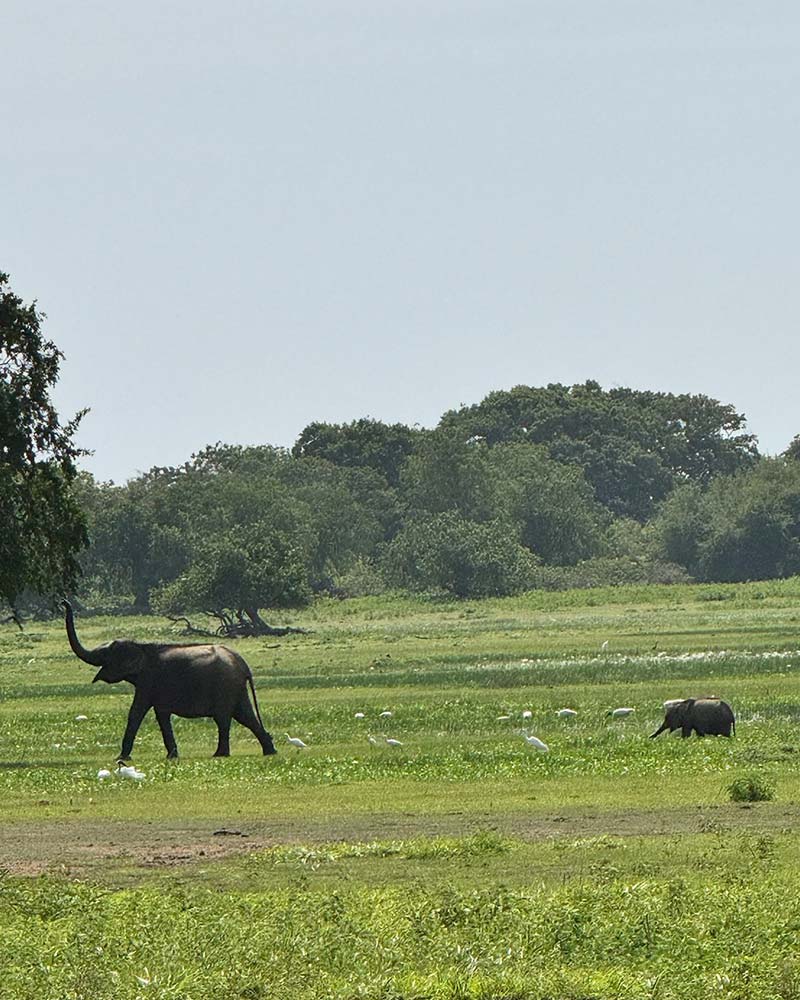 sri-lanka-