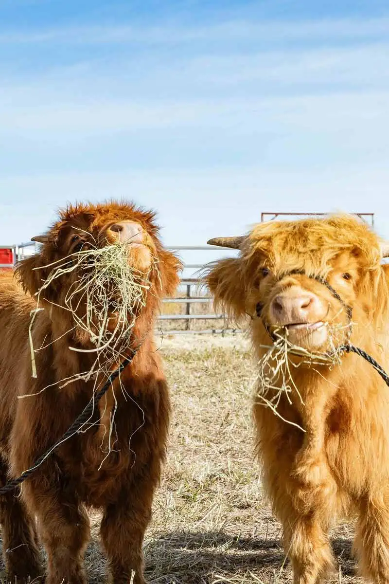 Image @scenicrimfarmingexpo