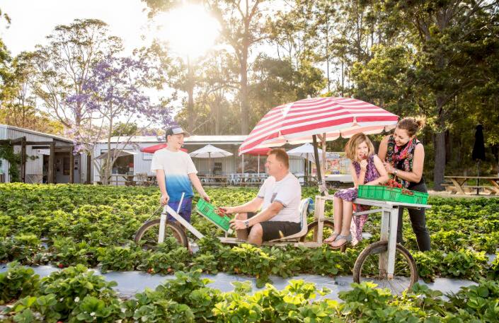 Strawberry farms to visit in brisbane | family picking strawberries