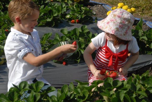  kids picking strawberries