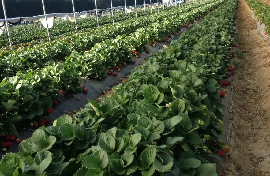 rolin farms strawberry farm