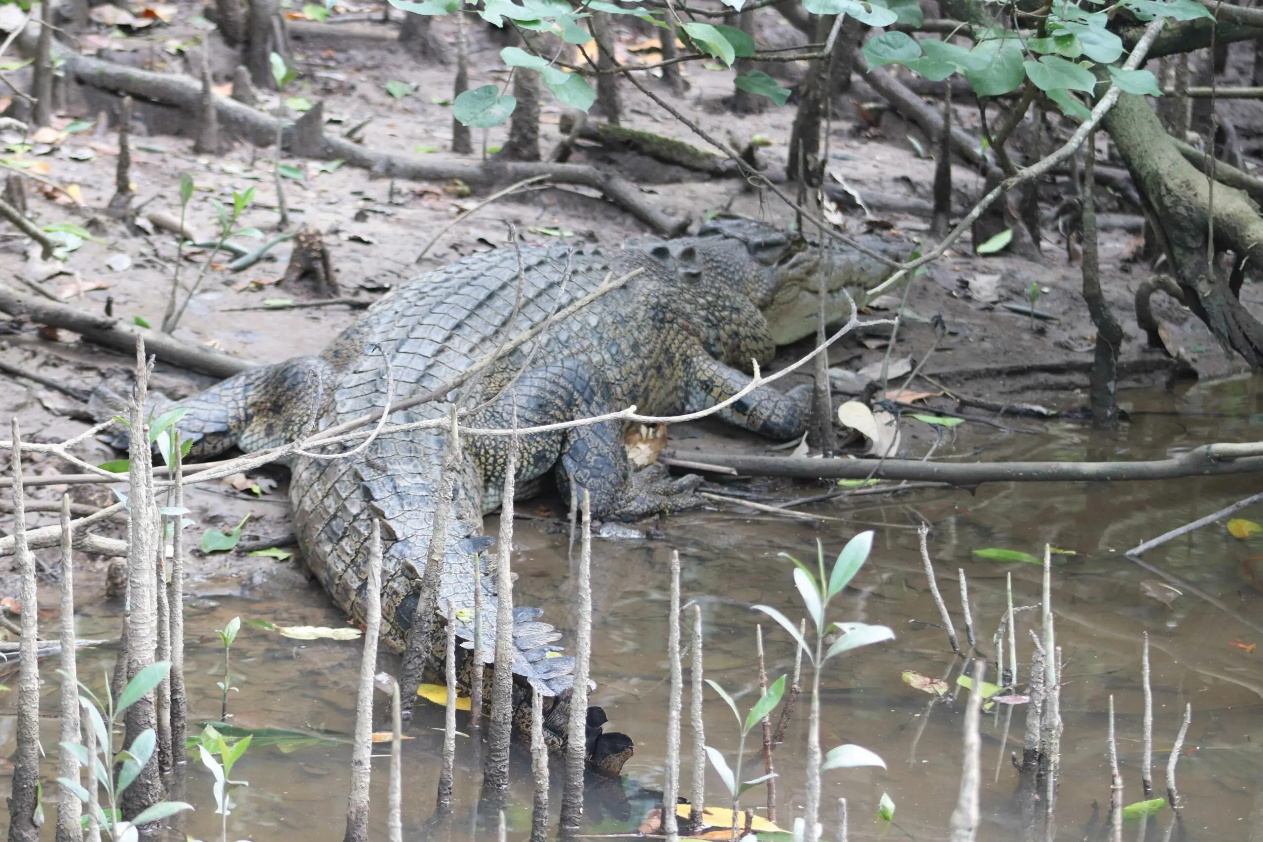 Daintree, port Douglas, travel North Queensland, travel port Douglas, guide to port Douglas, port Douglas guide, North Queensland, travel Queensland