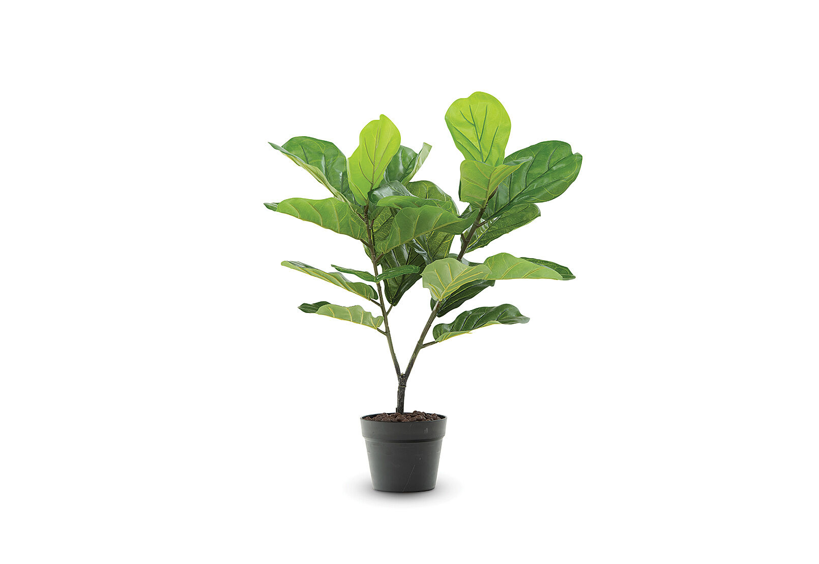 Fiddle-Leaf-75cm-Fiddle-Leaf-Fig-39