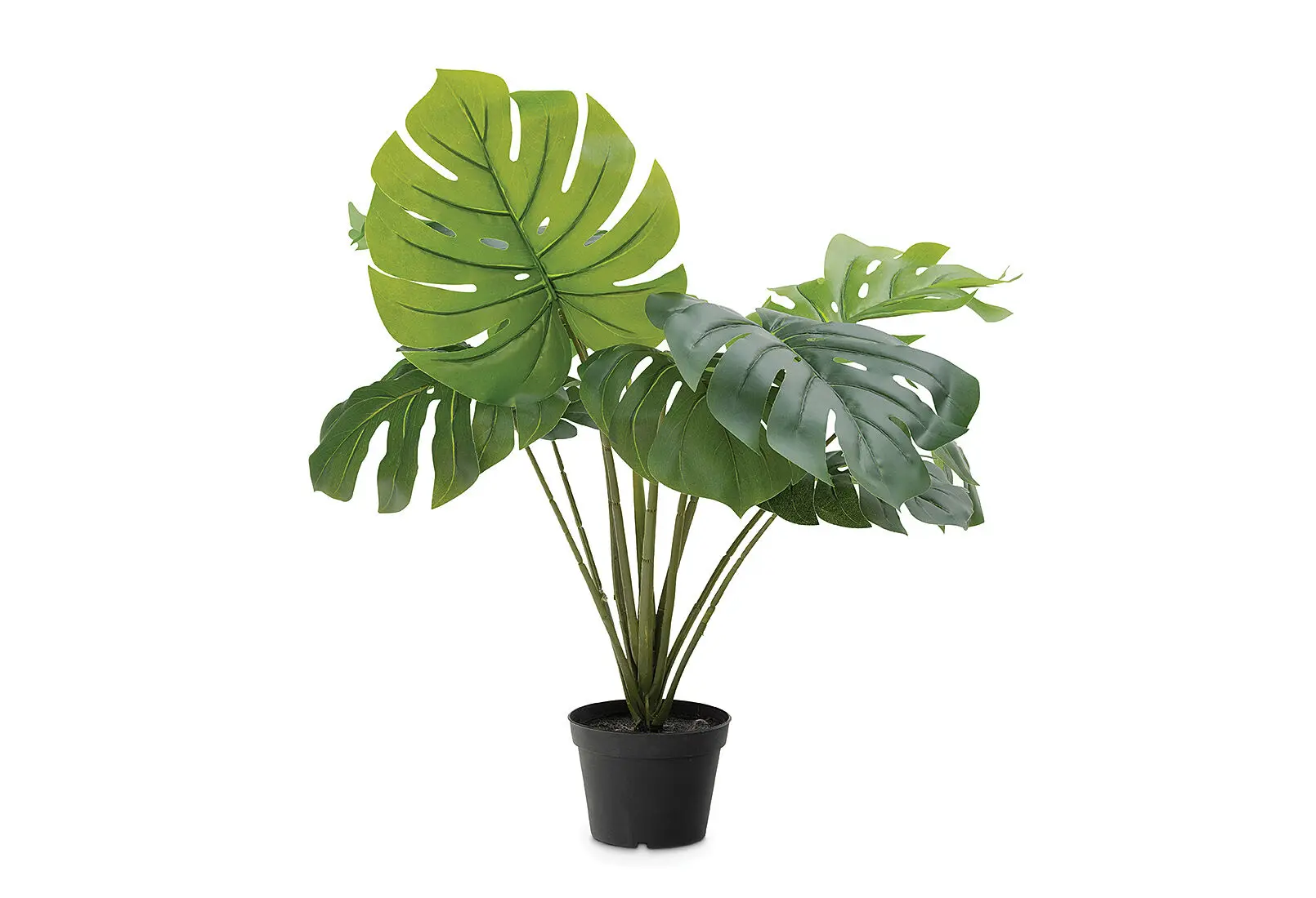 Swiss-Cheese-Large-Plant-39.95