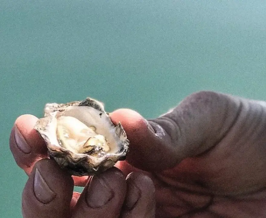 Queensland Oyster Company | Behind The Scenes