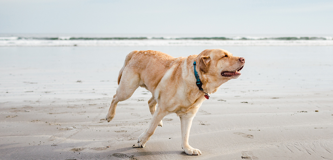 can you take dogs to burleigh beach