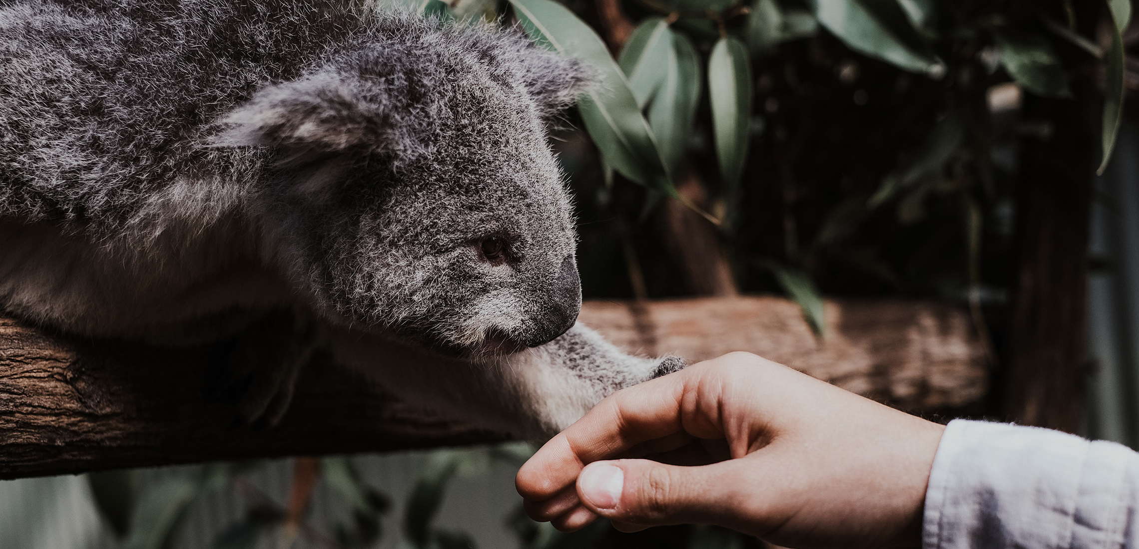 The 12 Best Animal Encounter Experiences Around Brisbane - Style Magazines The 12 Best Animal Encounter Experiences Around Brisbane - Style Magazines
