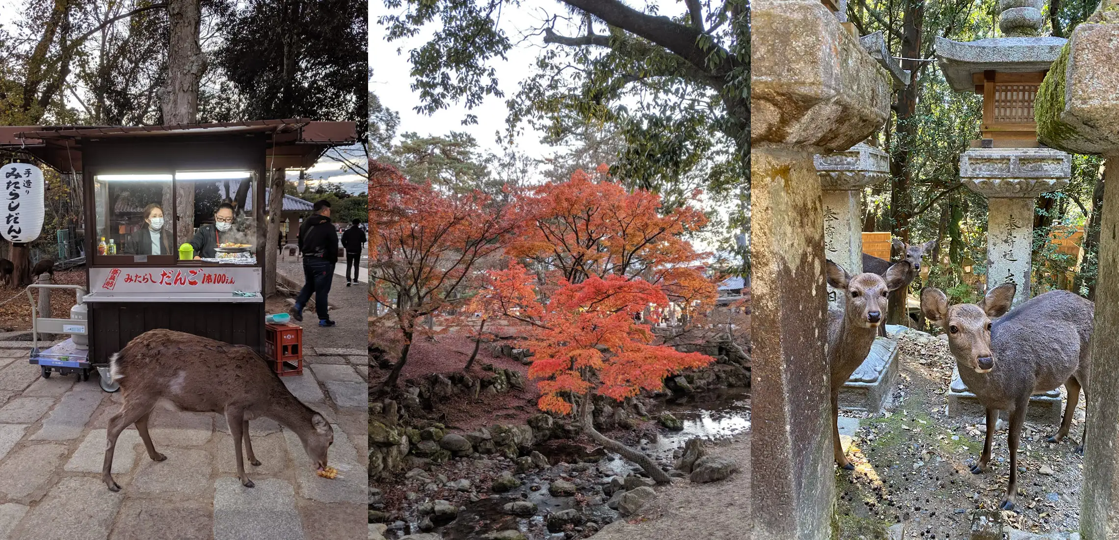 Nara, a city you must visit in Japan