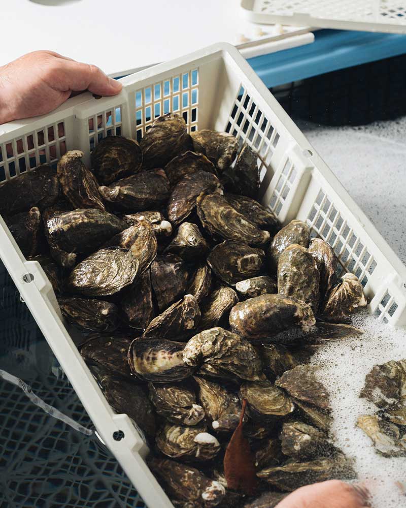 oyster tank at Byron Bay Oyster Bar & Seafood Restaurant