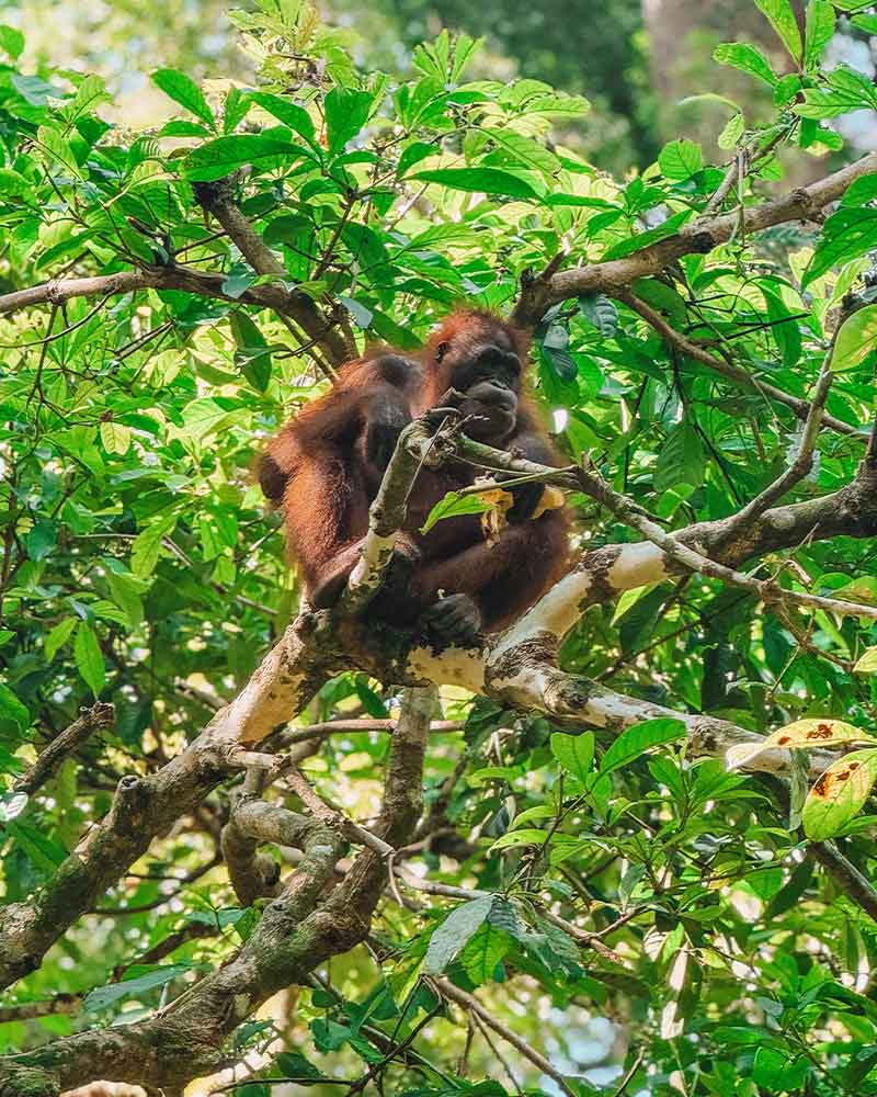 orangutan borneo