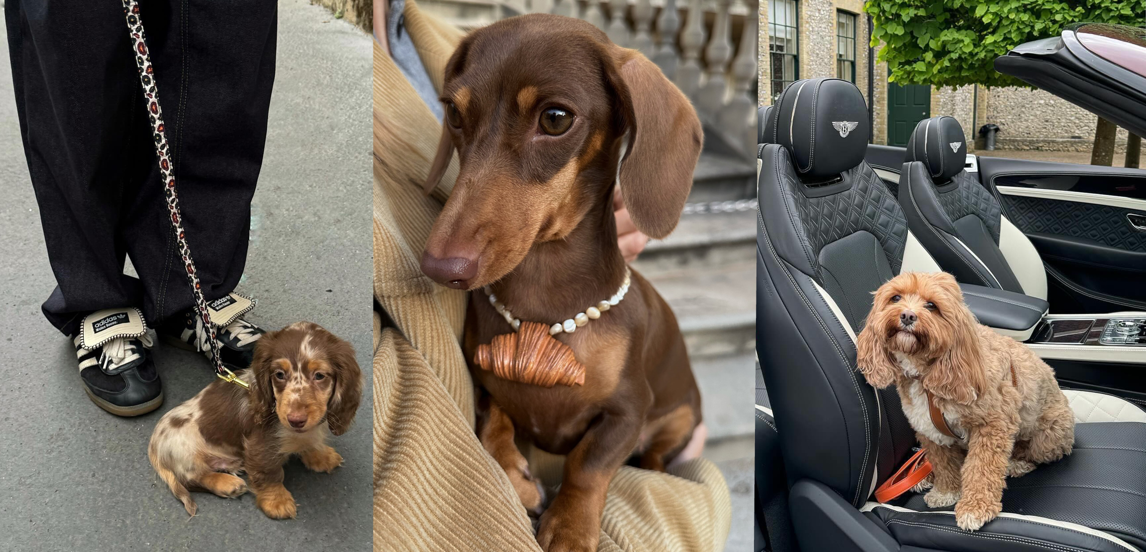 9 Posh Accessories That Every Pampered Pooch Needs - Style Magazines