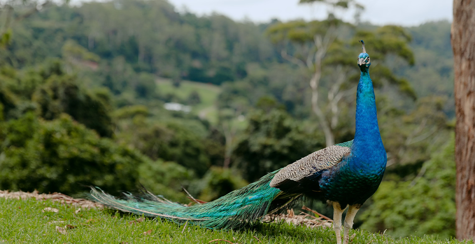 tamborine mountain accommodation