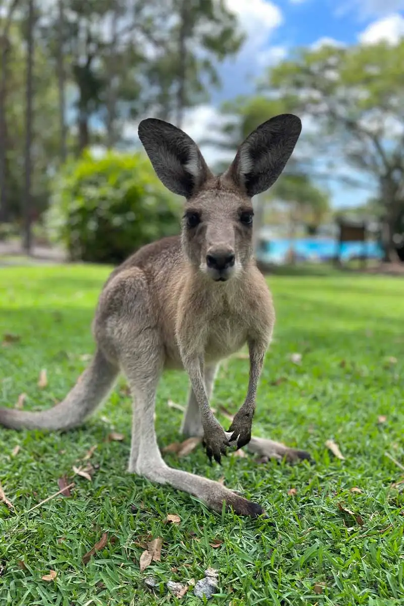 intercontinental sanctuary cove